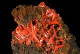 Bright Orange Crocoite Crystal Cluster - Tasmania #171704-1